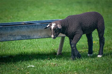 Lamb Sheep Free Stock Photo Public Domain Pictures