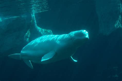 Beluga By Esee On Deviantart