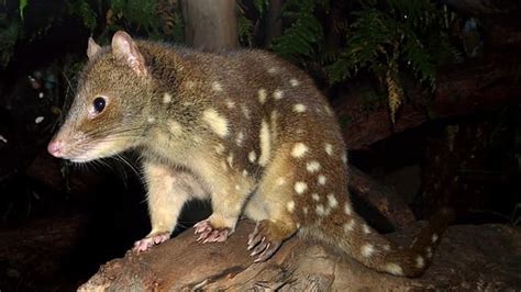 Spotted Tail Quoll Australian Native Animals Animals Australian Animals