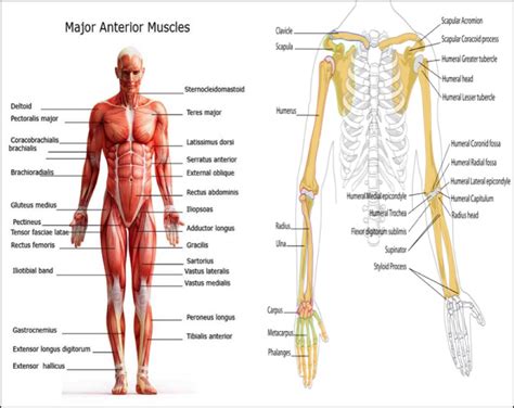 We did not find results for: Common Upper Body Injuries Related To Badminton | ZENITH ...