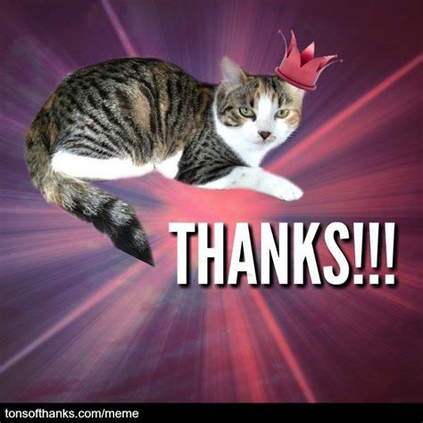 56 Nice Thank You Memes With Cats Artofit