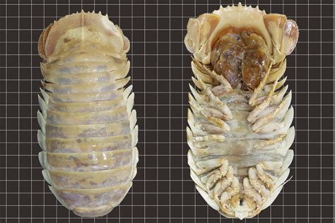 Scientists Discover New Species Of Deep Sea Isopod Discover Magazine