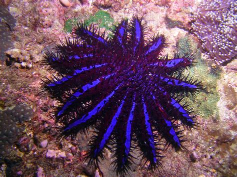 Spiny Blue Sea Star Aaroncorey Flickr