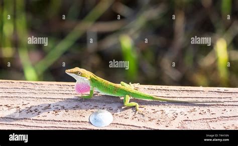 A Male Green Anole Lizard Anolis Carolinensis With Pink Throat Fan