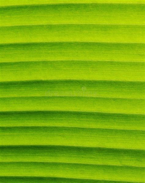 Banana Leaf Textures Showing Natural Vein Gradient Background Stock