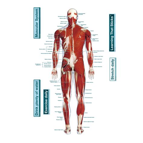 But, your soleus muscle in your lower leg and muscles in your back involved in maintaining posture contain mainly slow twitch muscle fibres. Muscular System Rear (Labeled) - Body Part Chart Removable Wall Graphic | Shop Fathead ...