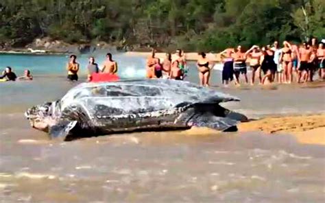 Giant Leatherback Turtle Will Inspire You To Do Everything You Can To