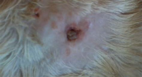 Scabs On Cats Skin Heal Crusty Cat Scabs Remedies Cat Skin Cats