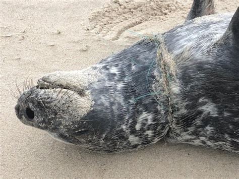 Riverhead Foundation Looking For Seal Tangled In Net 27 East