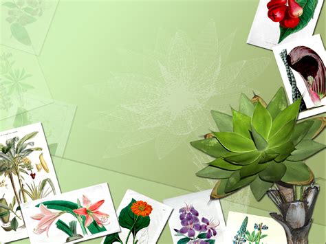 Botany Frames Templates for Powerpoint Presentations, Botany Frames PPT template, Botany Frames ...