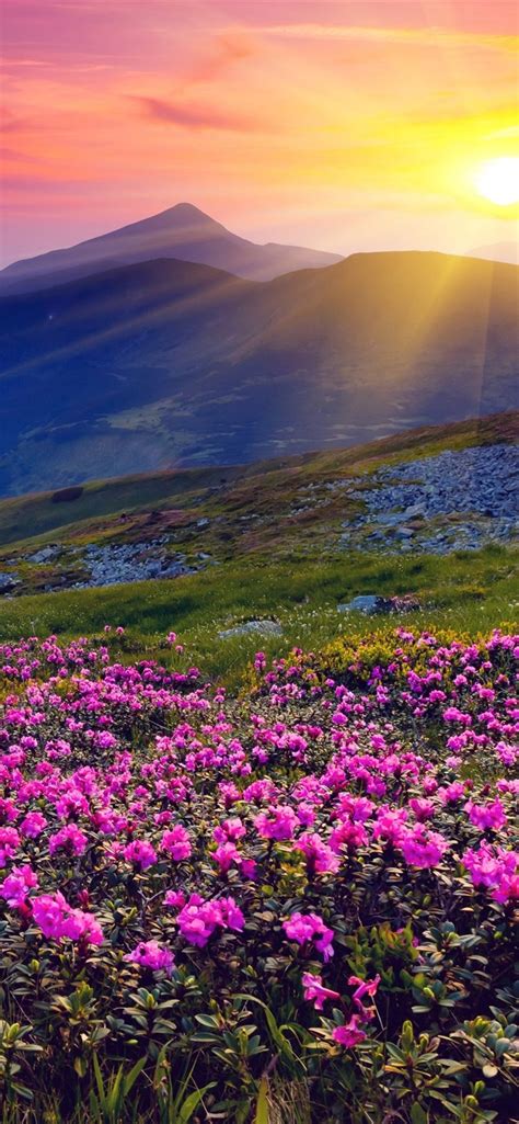 Wallpaper Sunrise Mountains Flowers Grass Dawn 3840x2160 Uhd 4k