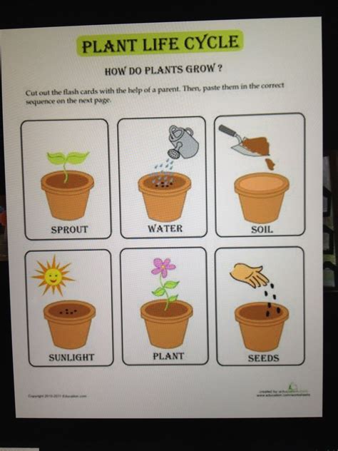 Pin By Liz Springer On Spring How Plants Grow Plant Lessons Plant