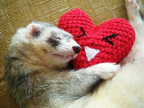 Ferret Love Cute Ferrets Baby Ferrets Ferret