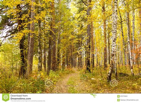 Autumn In Pine And Birch Forest Stock Photo Image Of Cover Birch