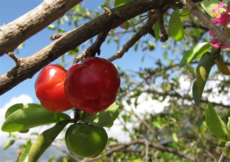 El semeruco es una fruta cargada de antioxidantes. Cereja das Antilhas - Mudas - Plantas Frutíferas | Odair ...