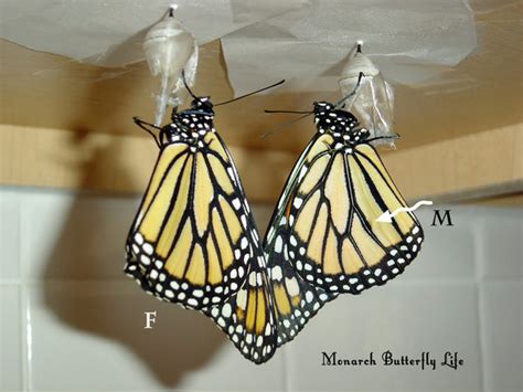 male or female monarch butterflies difference butterfly pictures monarch butterfly life
