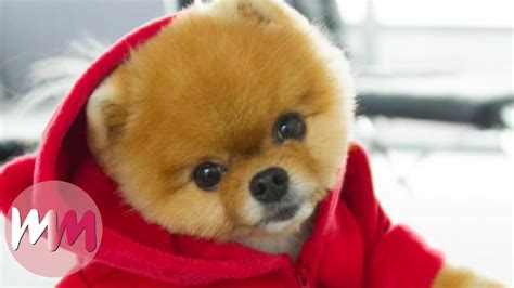 Discover The 10 Cutest Dogs That Will Make You Smile