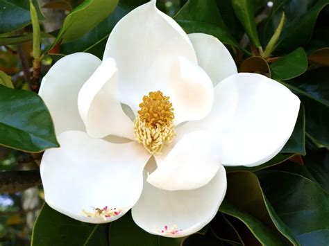 Significado Y Simbolismo Espiritual De La Flor De Magnolia