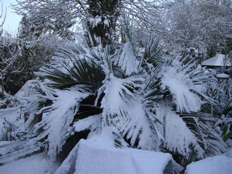 Palm Tree Covered In Snow Last Winter And Yes It Did Survive But Only