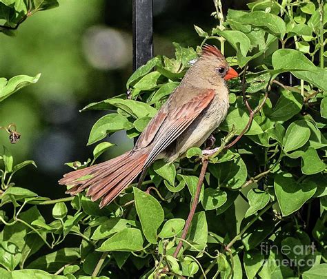 Female Northern Cardinal With Tail Spread Photograph By Cindy Treger
