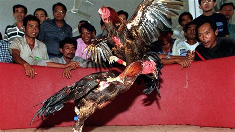 Police Officer Christian Bolok Killed By Rooster At Illegal Cockfight