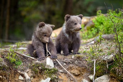 Grizzly Bear Cubs Playing