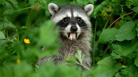 Funny Raccoon Wallpapers 20 Images Wallpaperboat