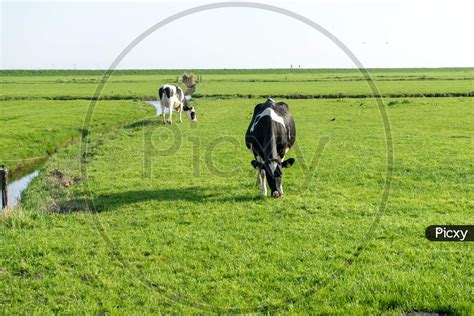 Image Of Netherlandswetlandsmaarken A Herd Of Cattle Standing On Top