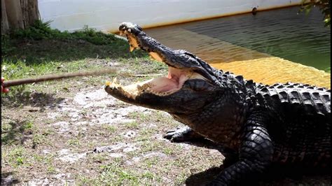 Our Meeting With Chester The Alligator Youtube