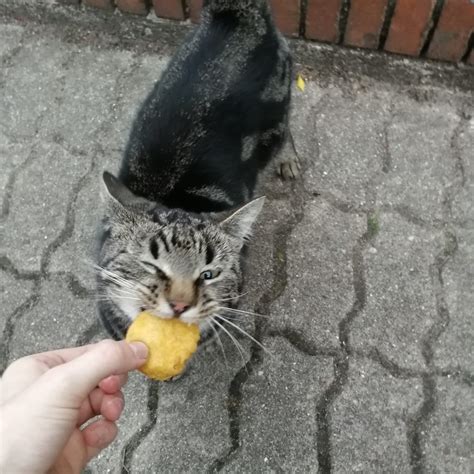 Chicken nuggets are a favorite american snack, and they are surprisingly easy to make. Here's a picture of my friends cat Freddy eating a chicken ...