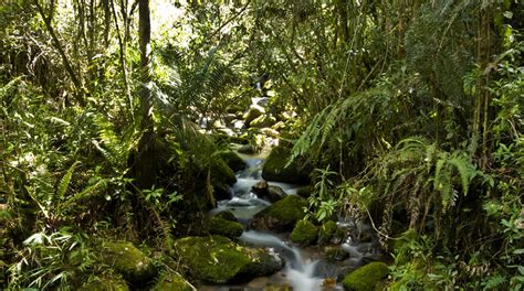 Santuario De Flora Y Fauna Iguaque Parques Nacionales Naturales De