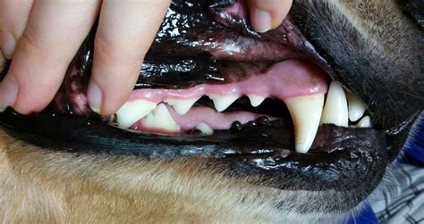 Dogtelligent Dental Health In Dogs