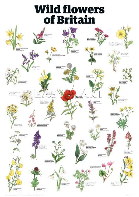 Wild Flowers Of Britain The Guardian Collectionwallcharts British