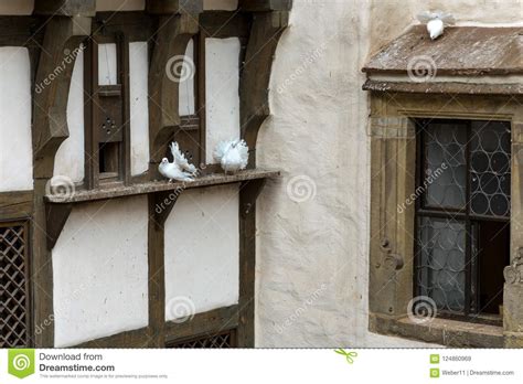 White Pigeons Of Wartburg Stock Image Image Of Animal 124860969