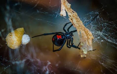 Blog Black Widow Spiders In Phoenix Everything You Should Know