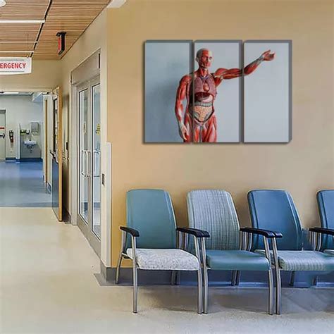 Set De 3 Cuadros Canvas Anatomía De Cuerpo Humano 80x130cm Meses Sin