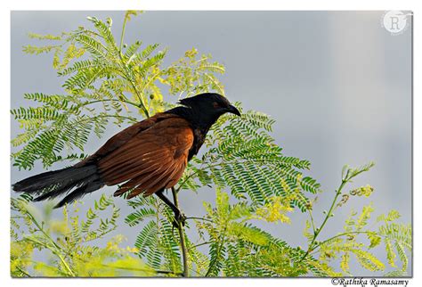 Rathika Ramasamys Wildlife Photography Birds Profile Greater