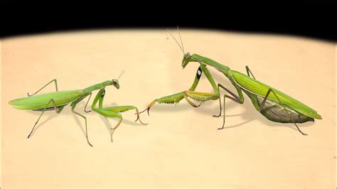 Female Mantis And Male Mantis How Mantis Make Love Deadly Praying