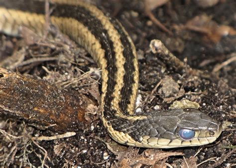 Blue Eyed Garter Snake Snake Found In My Compost Heap Flickr