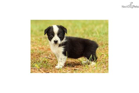 Find your new furry family member today, and discover the puppyspot difference. Betsy - Cowboy Corgi: Welsh Corgi, Pembroke puppy for sale ...