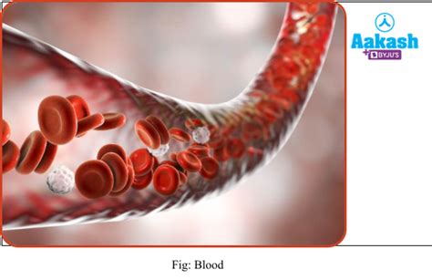 Connective Tissue Blood Types Vascular Tissue And Blood Aesl
