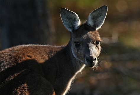 The kangaroo is a marsupial from the family macropodidae (macropods, meaning large foot). Kangaroo Launches Savage Attack on Family, Leaves Wildlife ...