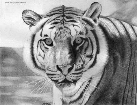 See more ideas about animal art, black canvas paintings, horse drawings. Rare Collection of free wallpapers: Sketches of cute babies, animals, vip, actor, actress ...