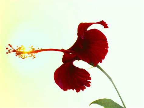Free Stock Photo Of Hibiscus Red Flowers Sunrise