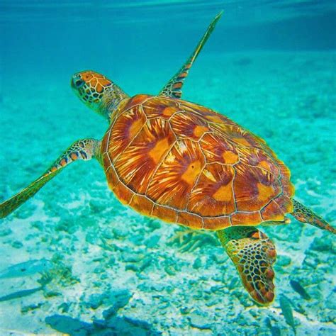 Baby Sea Turtles Pictures Cute Sea Turtles Pictures Images And Pictures