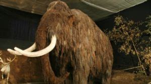 Dwarf Mammoth Once Roamed Crete