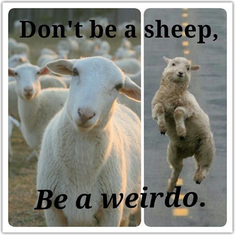 Dont Be A Sheep Be A Weirdo D Funny Memes Sheep Quote Uplifting