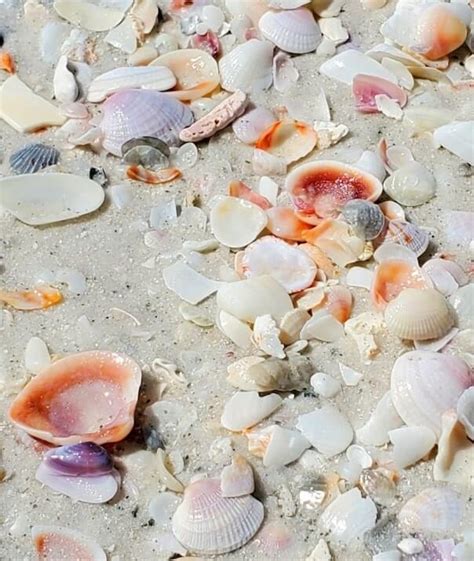 Lido Key Shelling I Did See Some Shells At The Lido Key Beach 🐚