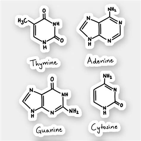 Pegatina Adenina Guanina Citosina Moléculas De Timina Zazzlees