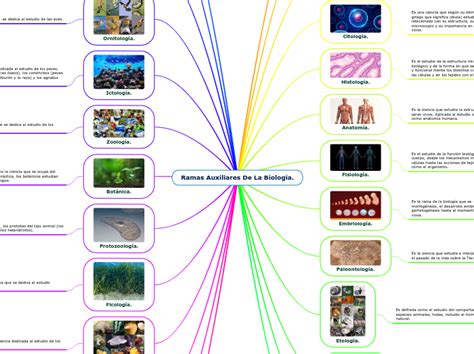 Ramas Auxiliares De La Biolog A Mind Map